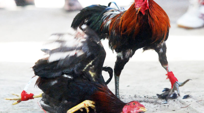 Mitos Ayam Bangkok Yang Berderajat