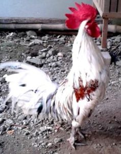 Sabung Ayam Online - Ayam Ketawa Bersuara Merdu yang Bernilai Mahal