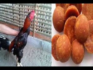 Sabung Ayam Online - Manfaat Gula Jawa Untuk Kesehatan Ayam Bangkok Aduan