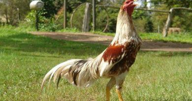 Sabung Ayam Online - Tiga Rahasia Cara Melatih Ayam Bangkok Aduan Menjadi Galak