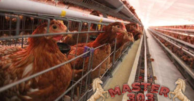 Mengetahui Penetasan Telur Ayam Buras Yang Secara Alami