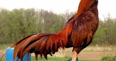 Ayam Aduan Terkuat Di Arena Petarungan Dunia Sabung Ayam