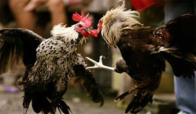 Rahasia Melatih Ayam Bangkok Agar Fisiknya Kuat