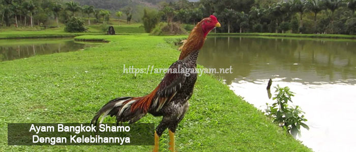 Mengenal Kehebatan Ayam Bangkok Shamo Asal Negeri Gajah