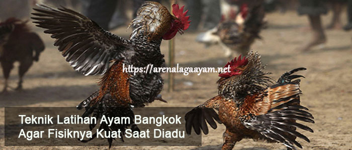 Teknik Latihan Ayam Bangkok Agar Fisiknya Kuat Saat Diadu