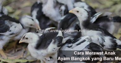 Tips Perawatan Anak Ayam Bangkok yang Baru Menetas