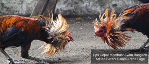 Ayam Bangkok Aduan Berani Dalam Arena Laga