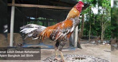 Ayam Bangkok Jali Blirik