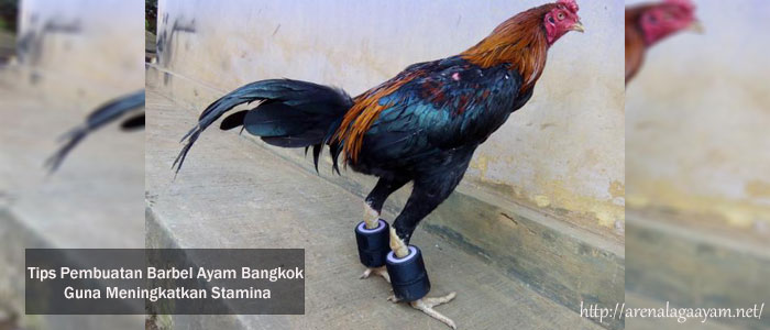 Barbel Ayam Bangkok