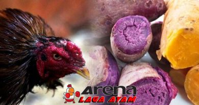 Pakan Ubi Rebus Bagi Ayam Bangkok