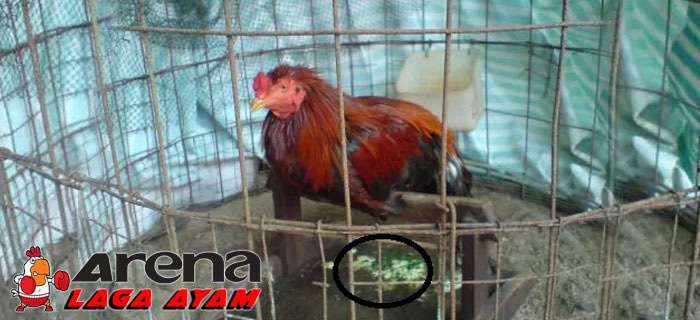 Pengobatan Berak Hijau Ayam Bangkok