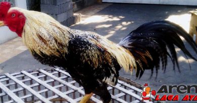Ayam Bangkok Wido Katuranggan