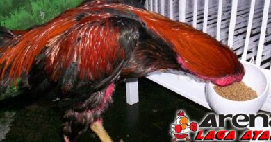 Racikan Pakan Ayam Bangkok Yang Murah