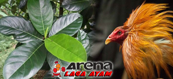 Manfaat Daun Nangka Bagi Ayam Bangkok