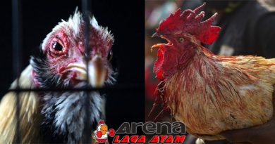 Mengatasi Kanibalisme Pada Ayam Bangkok